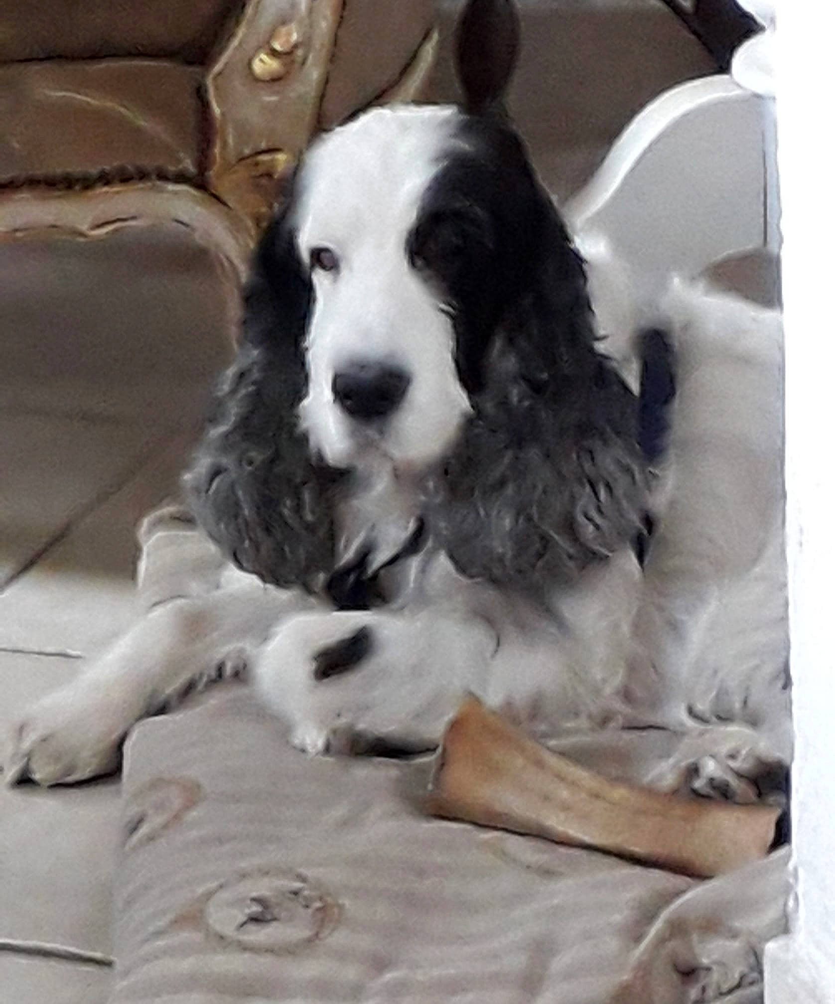 Looky participe au concours pour gagner de l'argent avec cette photo : bored, canidae, carnivore, cocker_spaniel, comfort, companion_dog, couch, dog, dog_breed, dog_supply, flooring, fur, gun_dog, paw, sleeper_chair, snout, spaniel, sporting_group, toy, working_animal