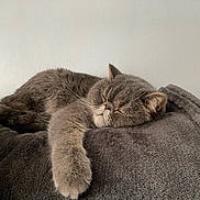 Bob joined the competition — help win amazing prizes! animal, blanket, cat, closed_eyes, cozy, cute, domestic, feline, fluffy, fur, gray_cat, indoor, paw, peaceful, pet, relaxed, resting, sleeping, soft_texture, whiskers