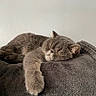 animal, blanket, cat, closed_eyes, cozy, cute, domestic, feline, fluffy, fur, gray_cat, indoor, paw, peaceful, pet, relaxed, resting, sleeping, soft_texture, whiskers
