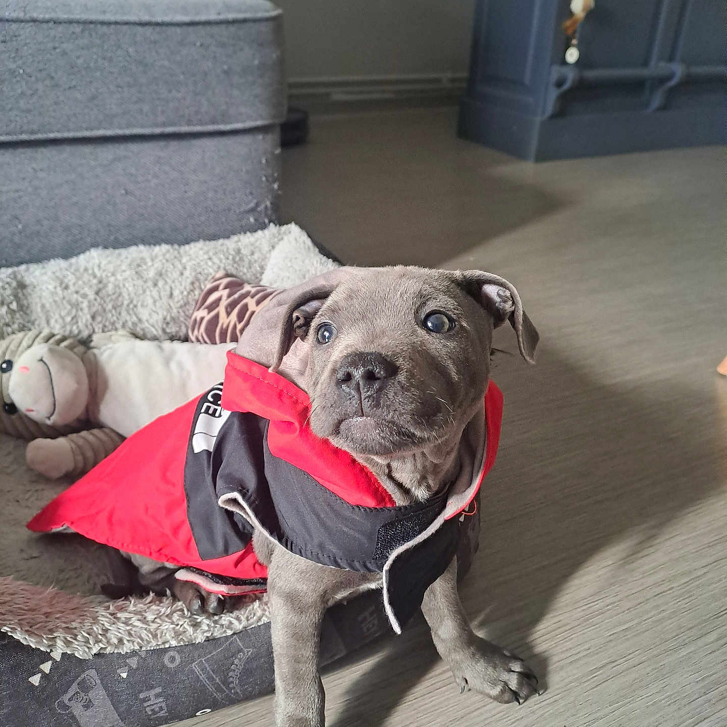 Vaïko a rejoint le concours — aidez-le/la à gagner de superbes lots ! animal, architecture, building, bulldog, canine, clothing, coat, couch, dog, furniture, indoors, jacket, lifejacket, livingroom, pet, pitbull, pug, puppy, room, vest
