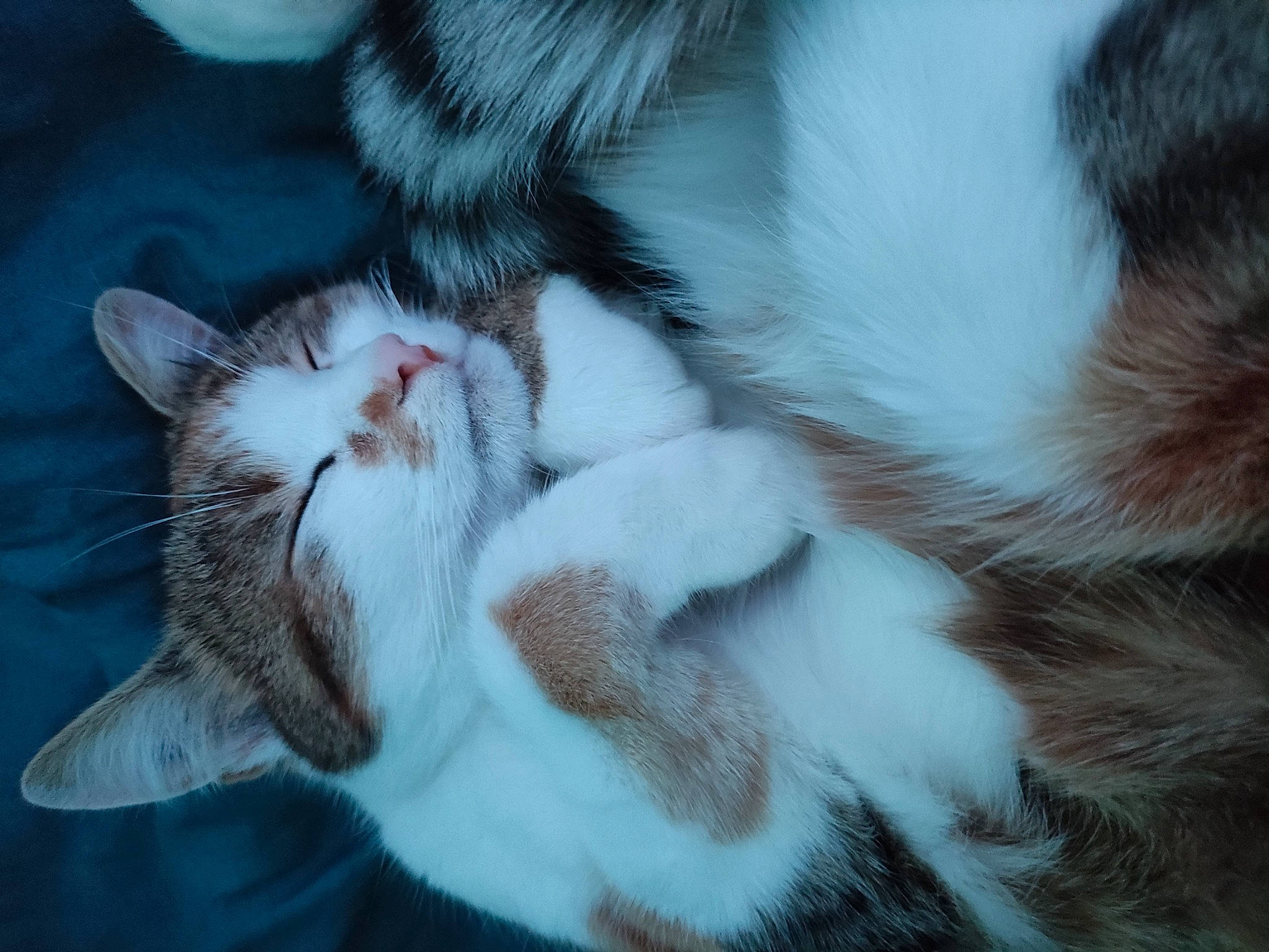 Kally a rejoint le concours — aidez-le/la à gagner de superbes lots ! carnivore, cat, claw, close_up, comfort, domestic_short_haired_cat, ear, fawn, felidae, foot, fur, grass, nap, paw, photo_caption, plant, small_to_medium_sized_cats, tail, tree, whiskers