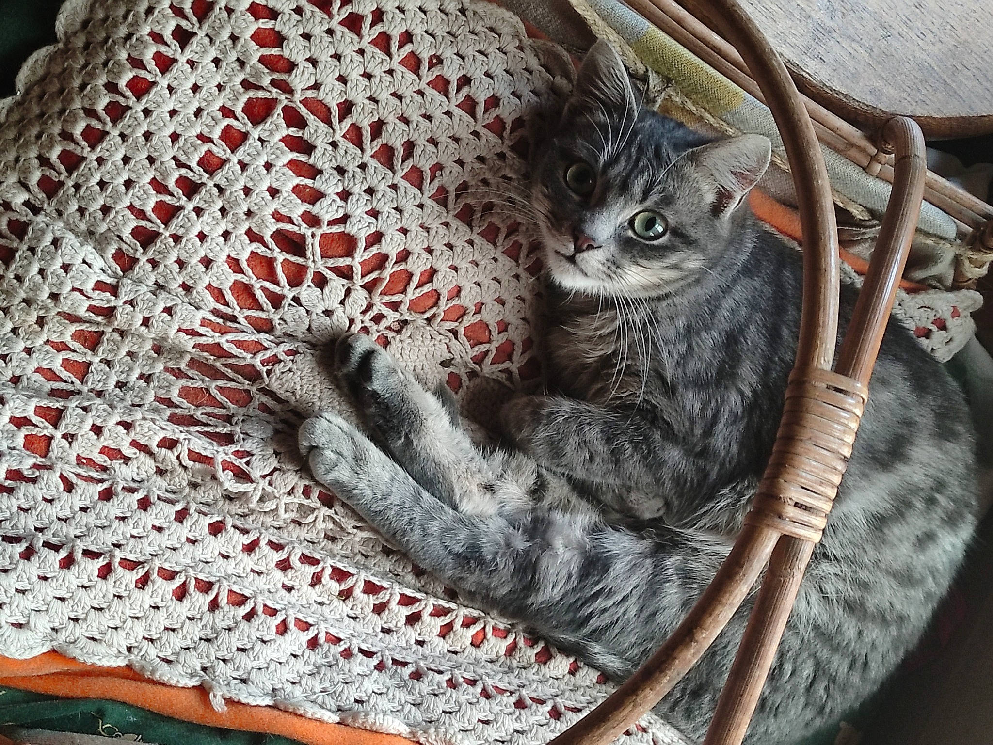 Stitch a rejoint le concours — aidez-le/la à gagner de superbes lots ! art, basket, bicycle_tire, carnivore, cat, chair, comfort, domestic_short_haired_cat, felidae, fur, grey, linens, pattern, small_to_medium_sized_cats, snout, tail, textile, twig, whiskers, wood