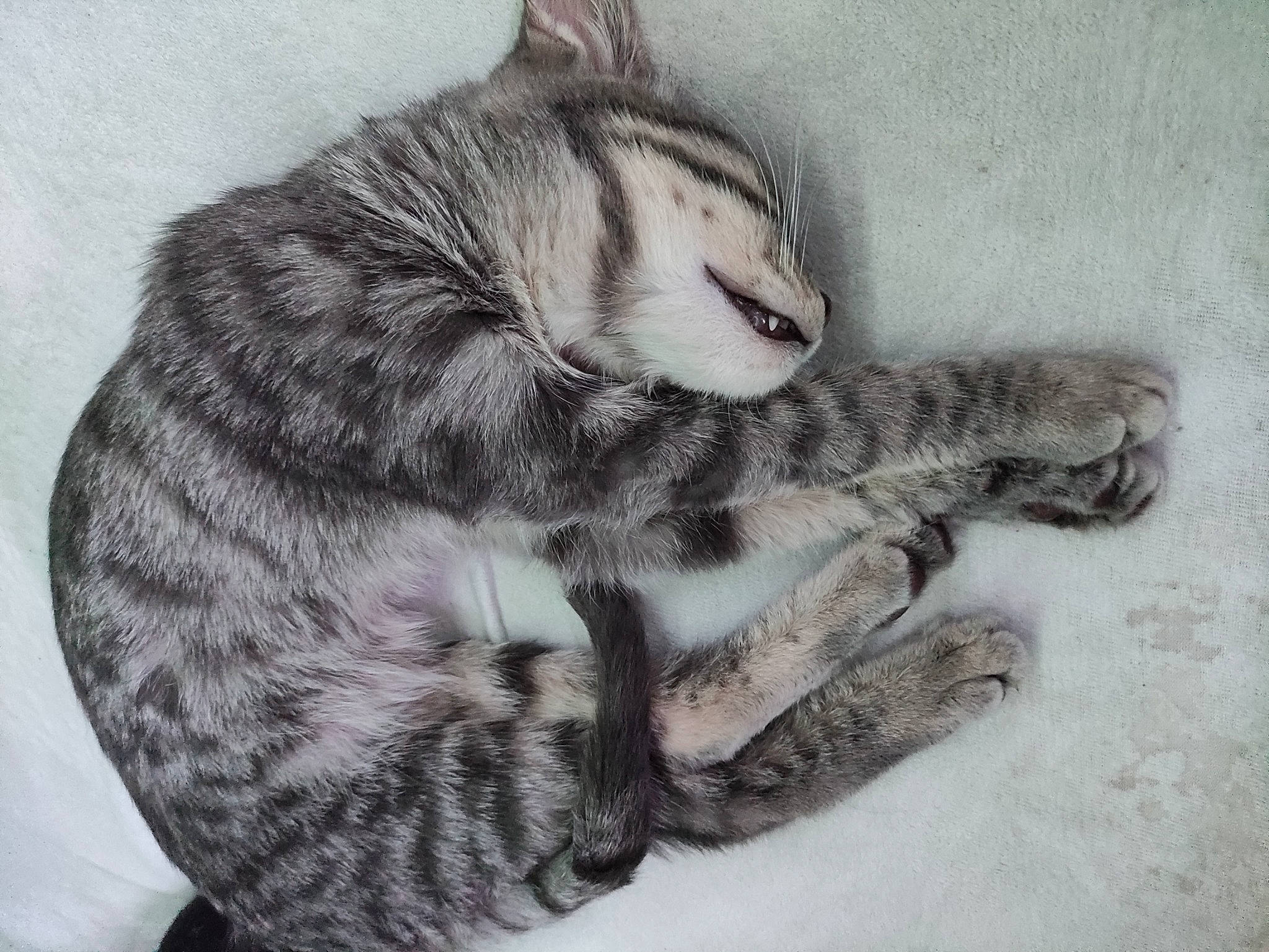 Stitch a rejoint le concours — aidez-le/la à gagner de superbes lots ! art, carnivore, cat, claw, domestic_short_haired_cat, drawing, eye, felidae, fur, grey, head, illustration, jaw, monochrome, paw, small_to_medium_sized_cats, snout, tail, terrestrial_animal, whiskers