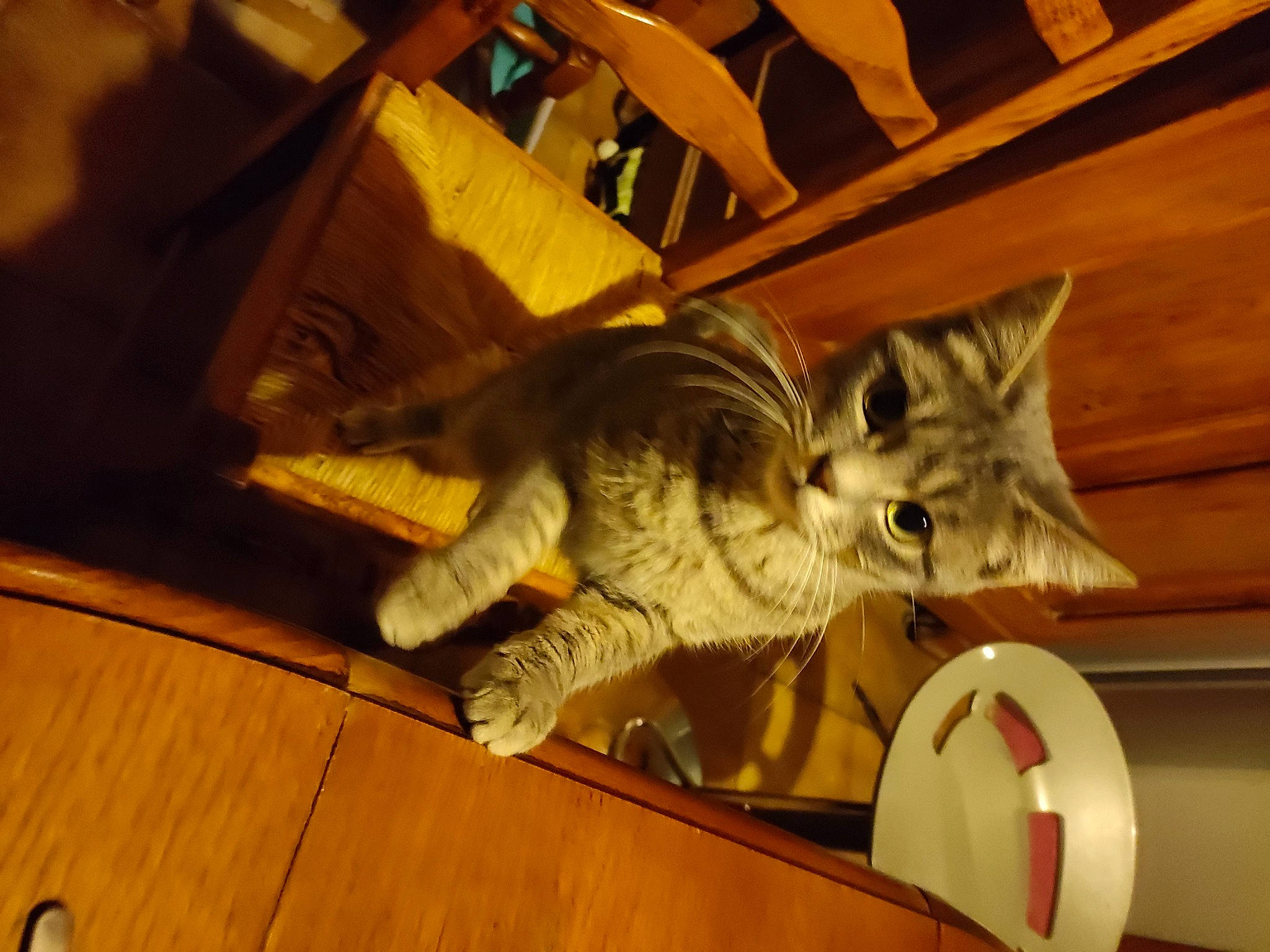 Stitch participe au concours pour gagner de l'argent avec cette photo : carnivore, cat, claw, comfort, domestic_short_haired_cat, fawn, felidae, floor, flooring, fur, hardwood, human_leg, paw, small_to_medium_sized_cats, snout, tail, whiskers, wood, wood_flooring, wood_stain