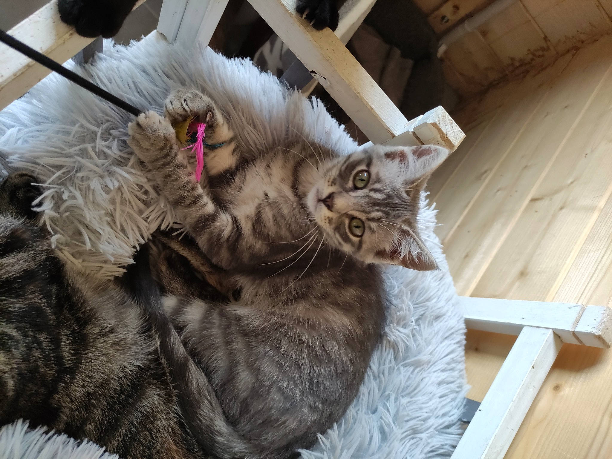 Stitch participe au concours pour gagner de l'argent avec cette photo : carnivore, cat, claw, comfort, domestic_short_haired_cat, fawn, felidae, fur, hardwood, nap, norwegian_forest_cat, paw, plank, small_to_medium_sized_cats, snout, tail, terrestrial_animal, whiskers, wood, wood_stain