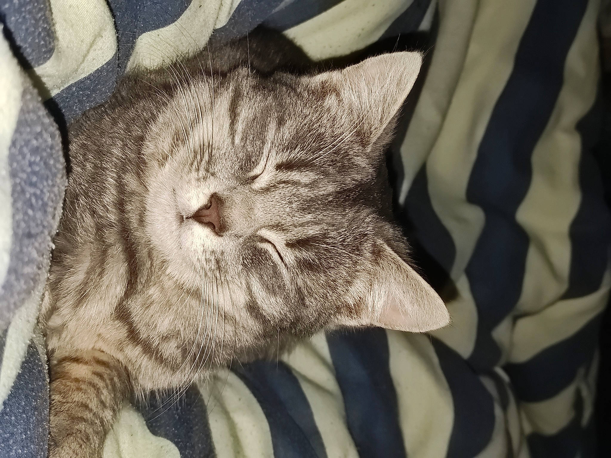 Stitch participe au concours pour gagner de l'argent avec cette photo : carnivore, cat, claw, comfort, domestic_short_haired_cat, eye, fawn, felidae, fur, grey, head, linens, pattern, paw, small_to_medium_sized_cats, tail, terrestrial_animal, whiskers, window, wrinkle