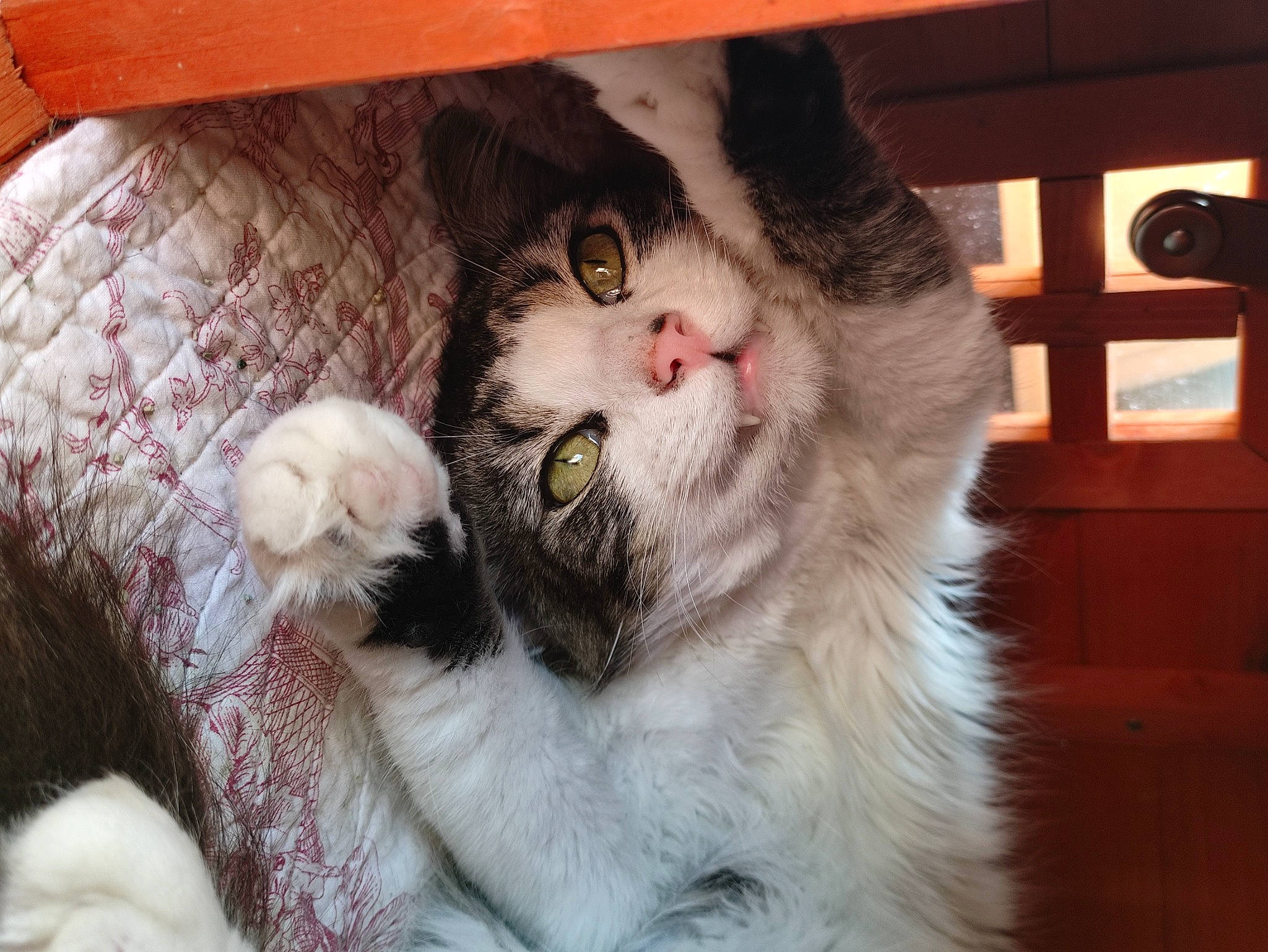 Touffu a rejoint le concours — aidez-le/la à gagner de superbes lots ! animal_shelter, box, carnivore, cat, claw, comfort, domestic_short_haired_cat, fawn, felidae, fur, paw, small_to_medium_sized_cats, snout, tail, whiskers