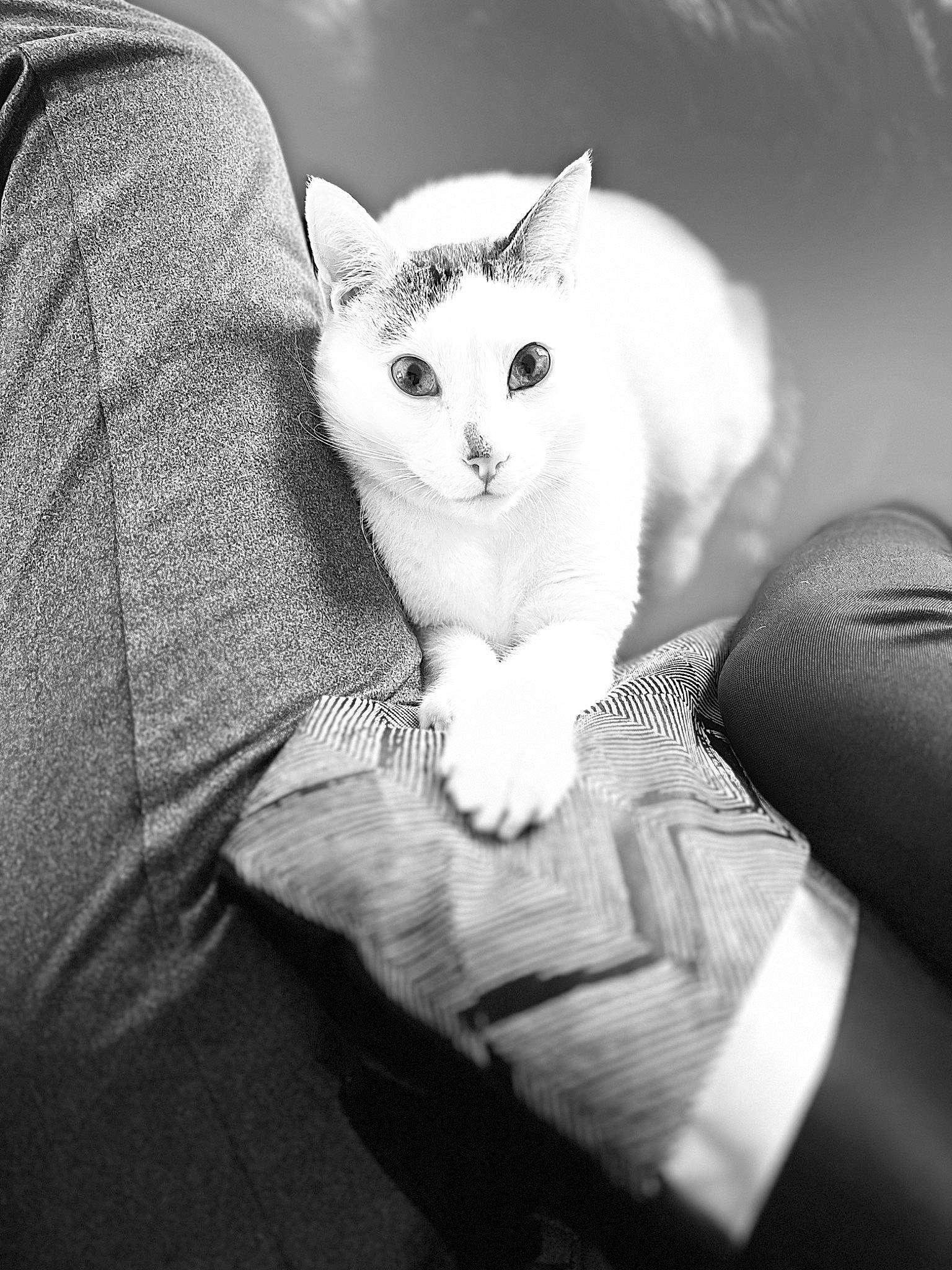 Grizou participe au concours pour gagner de l'argent avec cette photo : black_and_white, carnivore, cat, comfort, couch, domestic_short_haired_cat, ear, eye, eyelash, felidae, gesture, grey, monochrome, monochrome_photography, paw, small_to_medium_sized_cats, snout, style, tail, whiskers