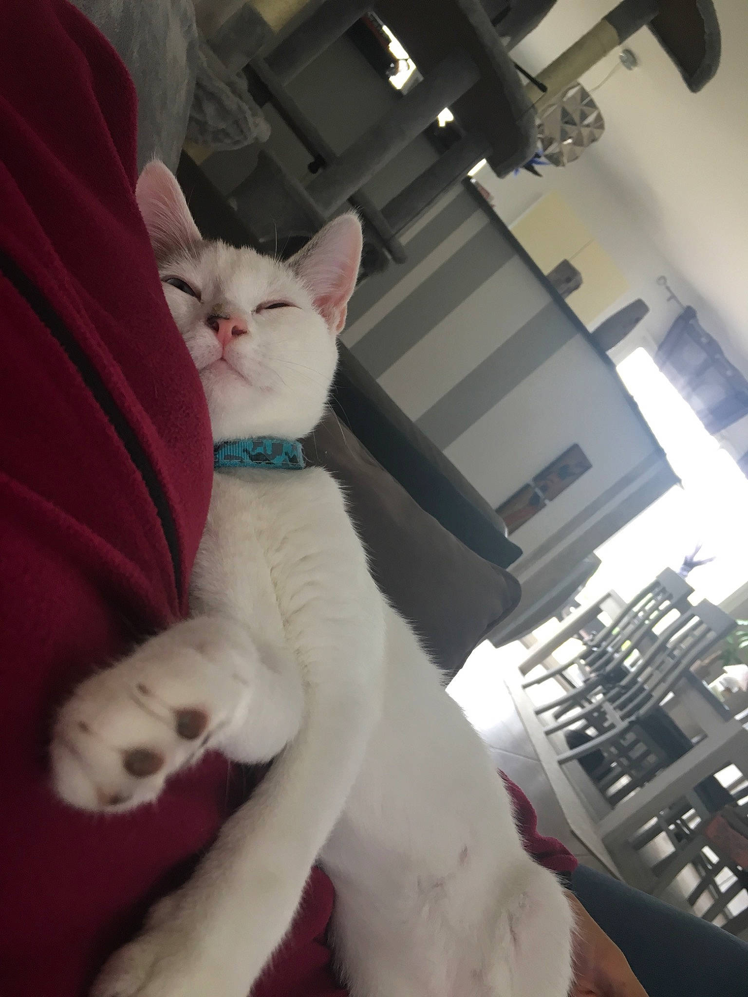 Grizou a rejoint le concours — aidez-le/la à gagner de superbes lots ! asian, burmilla, carnivore, cat, colorpoint_shorthair, devon_rex, eye, felidae, khao_manee, kitten, ojos_azules, paw, small_to_medium_sized_cats, tail, turkish_angora, turkish_van, whiskers, white