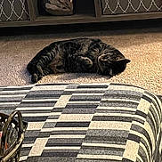 Lily joined the competition — help win amazing prizes! cat, tabby, carpet, sunlight, ottoman, patterned, black_and_white, decor, shelf, storage_box, heart_ornament, indoor, relaxing, furniture, pet, cozy, resting, home, animal, quiet