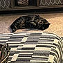 cat, tabby, carpet, sunlight, ottoman, patterned, black_and_white, decor, shelf, storage_box, heart_ornament, indoor, relaxing, furniture, pet, cozy, resting, home, animal, quiet