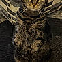 Lily joined the competition — help win amazing prizes! cat, tabby, pet, indoor, fur, whiskers, green_eyes, curious, sitting, couch, patterned_furniture, carpet, close_up, domestic_animal, feline, animal, home, looking_at_camera, mammal, cute