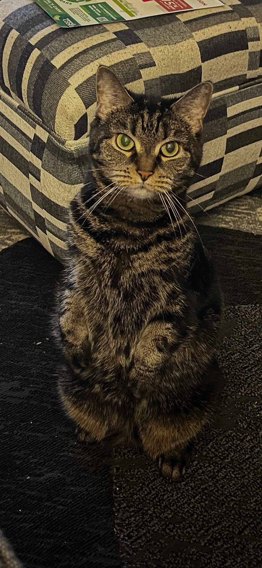 Lily