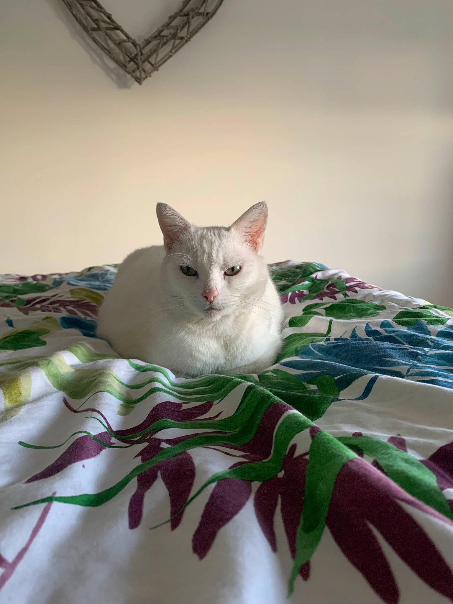 Fée a rejoint le concours — aidez-le/la à gagner de superbes lots ! burmilla, carnivore, cat, colorpoint_shorthair, fawn, felidae, khao_manee, mammal, ragdoll, small_to_medium_sized_cats, turkish_angora, whiskers