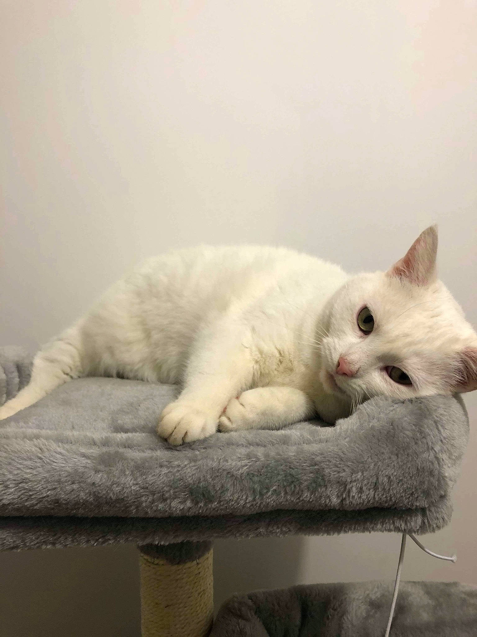 Fée a rejoint le concours — aidez-le/la à gagner de superbes lots ! british_shorthair, burmilla, carnivore, cat, domestic_short_haired_cat, felidae, fur, khao_manee, kitten, mammal, paw, small_to_medium_sized_cats, tail, turkish_angora, turkish_van, whiskers