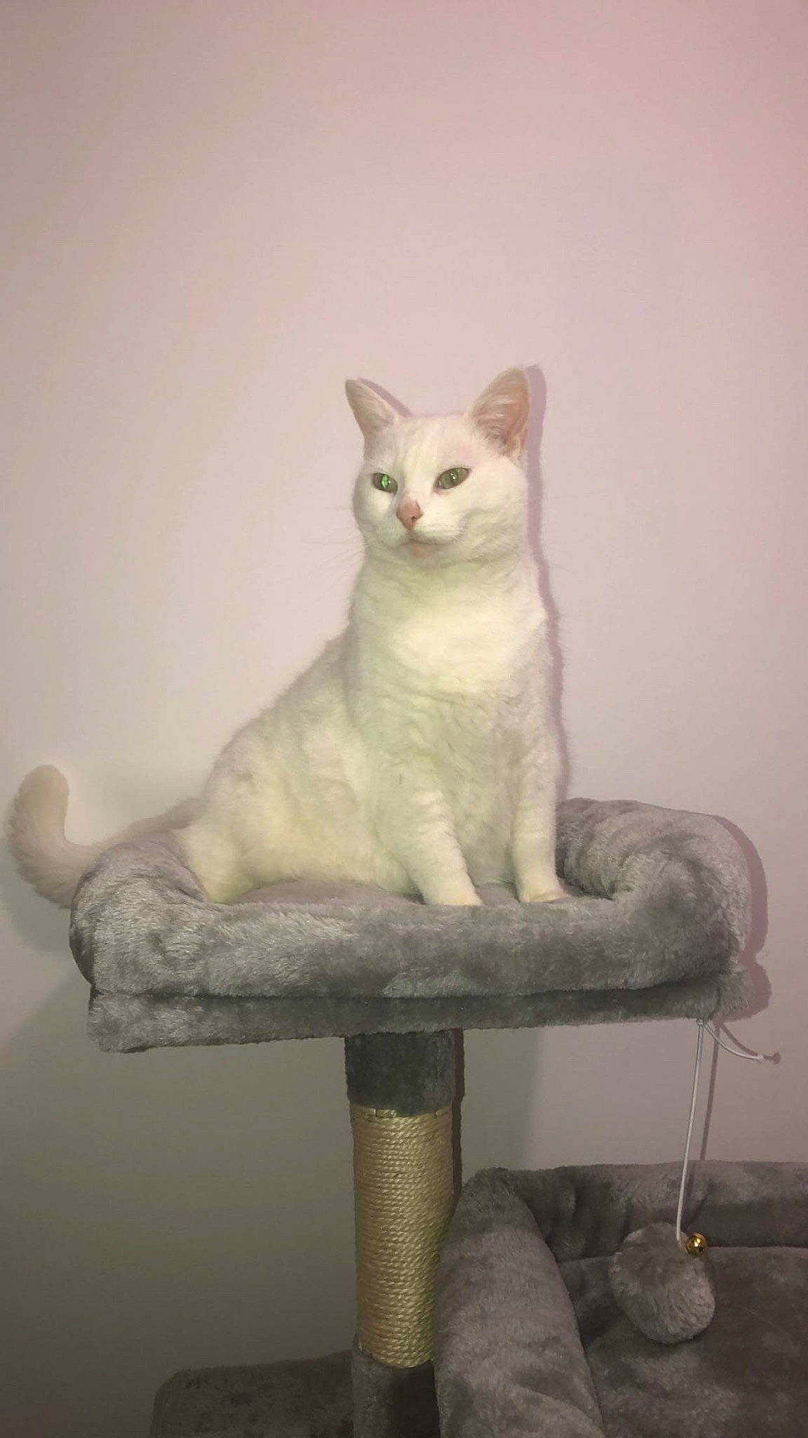 Fée participe au concours pour gagner de l'argent avec cette photo : aegean_cat, asian, burmilla, carnivore, cat, cat_furniture, domestic_short_haired_cat, felidae, small_to_medium_sized_cats, tail, turkish_angora, turkish_van, whiskers