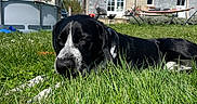 Thor participe au concours pour gagner de l'argent avec cette photo : animal, backyard, black_and_white, blue_sky, building, canine, daytime, dog, fence, grass, hammock, house, lawn, nature, outdoor, pet, relaxing, sleeping, sunlight, yard