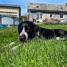 animal, backyard, black_and_white, blue_sky, building, canine, daytime, dog, fence, grass, hammock, house, lawn, nature, outdoor, pet, relaxing, sleeping, sunlight, yard