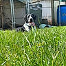 Thor participe au concours pour gagner de l'argent avec cette photo : animal, backyard, black_and_white, blue_barrel, canine, dog, fence, grass, greenery, happy, metal_structure, nature, outdoor, pet, playful, resting, summer, sunlight, tongue_out, yard