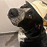 dog, hat, black_and_white, indoor, pet, brown_eyes, looking_up, sitting, floor_tile, shelf, accessories, close_up, canine, fur, portrait, domestic_animal, ears, snout, headwear, cute