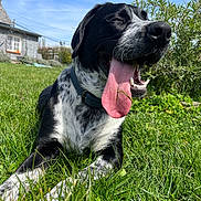Thor participe au concours pour gagner de l'argent avec cette photo : animal, black_and_white, blue_sky, canine, close_up, collar, daytime, dog, garden, grass, greenery, happy, house, nature, outdoor, pet, relaxed, summer, sunny, tongue_out