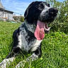 animal, black_and_white, blue_sky, canine, close_up, collar, daytime, dog, garden, grass, greenery, happy, house, nature, outdoor, pet, relaxed, summer, sunny, tongue_out