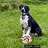 dog, black_and_white, soccer_ball, grass, garden, pet, animal, outdoor, sitting, paw_on_ball, collar, nature, greenery, playful, cute, canine, fur, summer, leisure, friendly