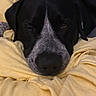 Thor a rejoint le concours — aidez-le/la à gagner de superbes lots ! dog, black_and_white, resting, blanket, yellow, indoor, cozy, window, winking, pet, animal, head, snout, fur, relaxed, bed, comfort, soft, cute, sleepy