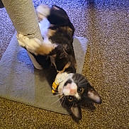 Maxxi joined the competition — help win amazing prizes! carpet, carpet_texture, cat, closeup, collar, cozy, eyes, feline, fur, home, indoor, kitten, looking_up, paws, pet, playful, portrait, scratching_post, vertical_pole, whiskers