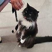 Chocapic a rejoint le concours — aidez-le/la à gagner de superbes lots ! cat, black_and_white, fluffy, indoor, standing, tongue_out, pet, hand, treat, floor, tile, cabinet, furniture, domestic, cute, animal, playful, whiskers, tail, curious