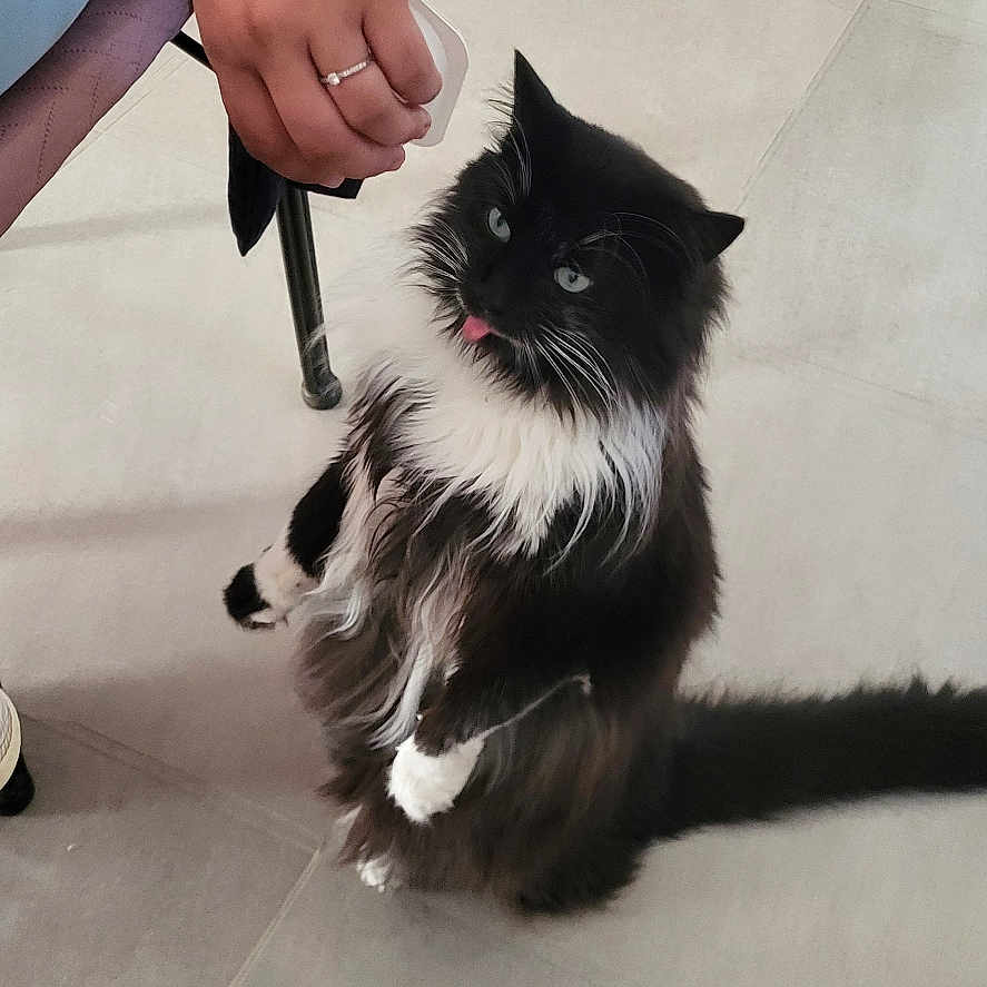 Chocapic a rejoint le concours — aidez-le/la à gagner de superbes lots ! animal, black_and_white, cabinet, cat, curious, cute, domestic, floor, fluffy, furniture, hand, indoor, pet, playful, standing, tail, tile, tongue_out, treat, whiskers