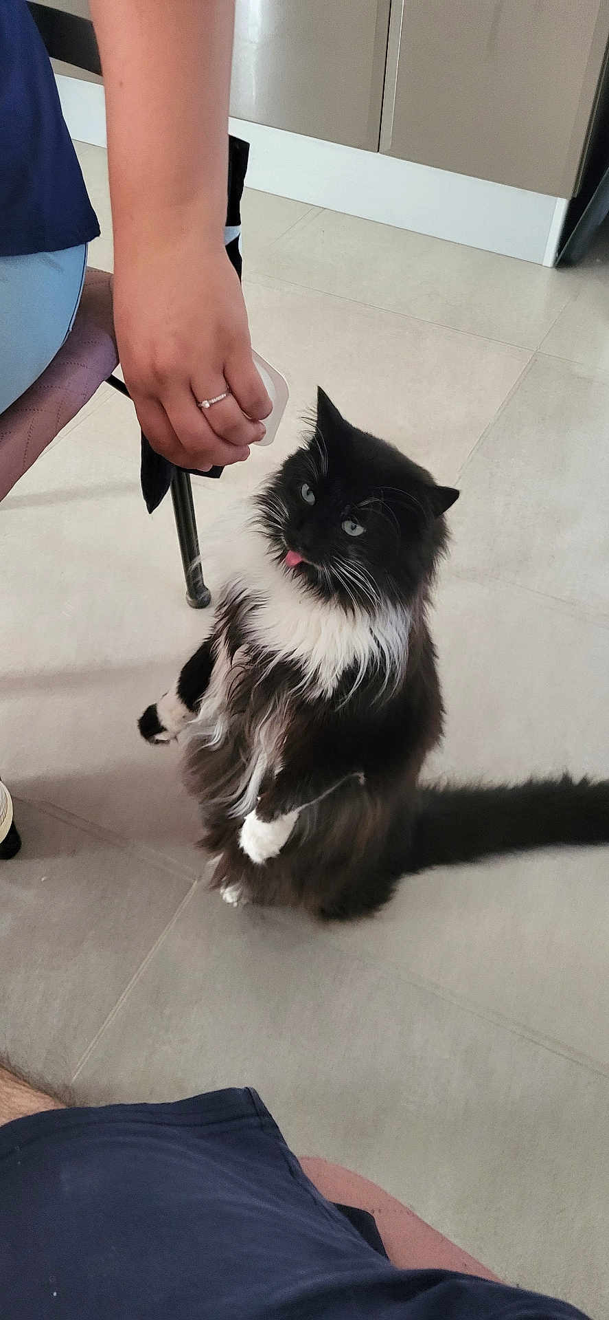 Chocapic a rejoint le concours — aidez-le/la à gagner de superbes lots ! cat, black_and_white, fluffy, indoor, standing, tongue_out, pet, hand, treat, floor, tile, cabinet, furniture, domestic, cute, animal, playful, whiskers, tail, curious