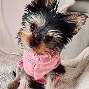 Willow joined the competition — help win amazing prizes! dog, puppy, small_dog, yorkshire_terrier, pink_sweater, pet_clothing, tilted_head, cute, fluffy_blanket, indoor, cozy, fur, ears, black_and_tan, sitting, portrait, animal, companion, domestic_animal, cute_pet