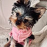 dog, puppy, small_dog, yorkshire_terrier, pink_sweater, pet_clothing, tilted_head, cute, fluffy_blanket, indoor, cozy, fur, ears, black_and_tan, sitting, portrait, animal, companion, domestic_animal, cute_pet