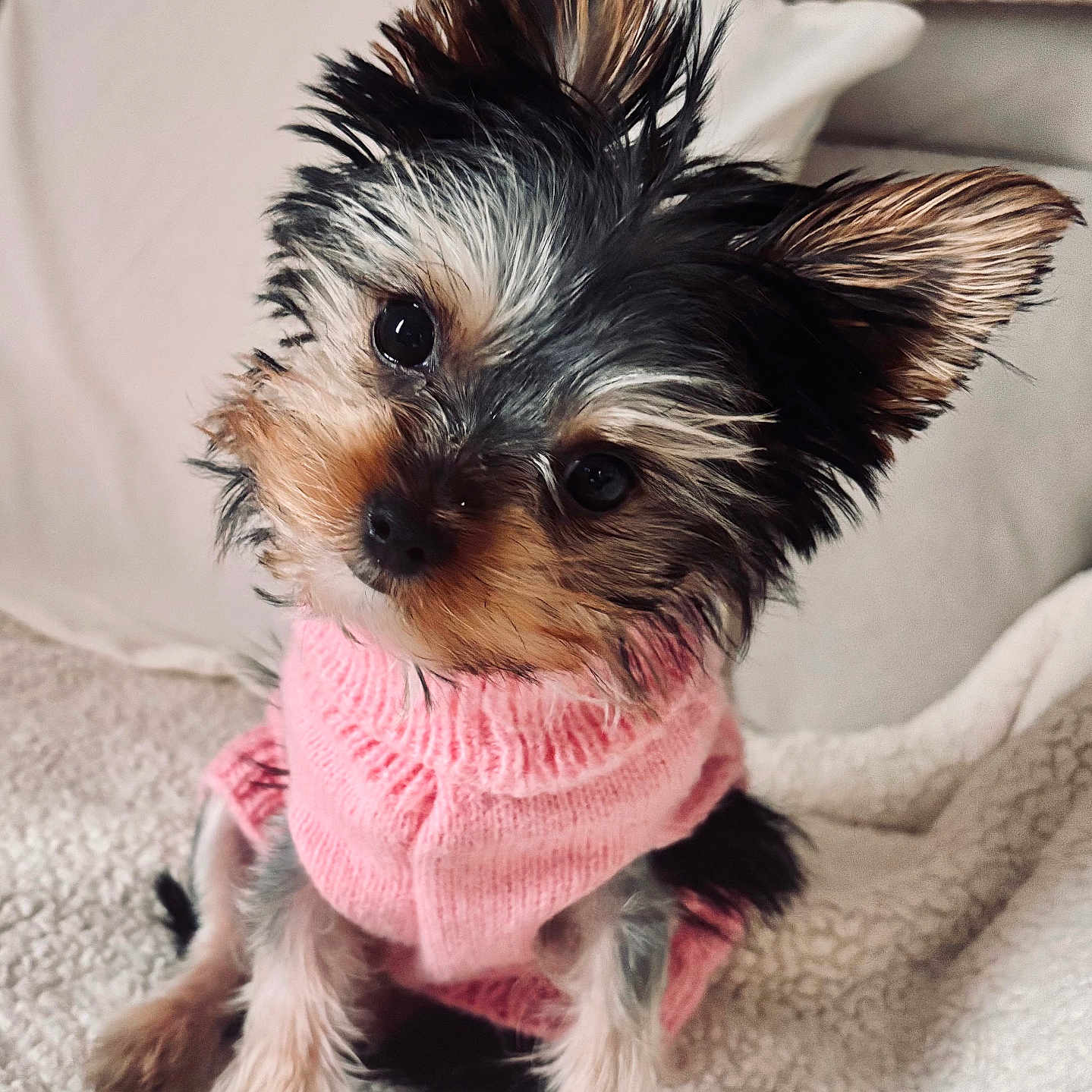 Willow joined the competition — help win amazing prizes! dog, puppy, small_dog, yorkshire_terrier, pink_sweater, pet_clothing, tilted_head, cute, fluffy_blanket, indoor, cozy, fur, ears, black_and_tan, sitting, portrait, animal, companion, domestic_animal, cute_pet