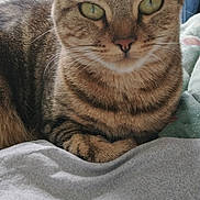Câline a rejoint le concours — aidez-le/la à gagner de superbes lots ! cat, tabby_cat, indoor, bed, blanket, feline, pet, animal, close_up, green_eyes, striped, fur, whiskers, relaxed, resting, soft_light, cozy, comfort, domestic, cute