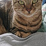cat, tabby_cat, indoor, bed, blanket, feline, pet, animal, close_up, green_eyes, striped, fur, whiskers, relaxed, resting, soft_light, cozy, comfort, domestic, cute
