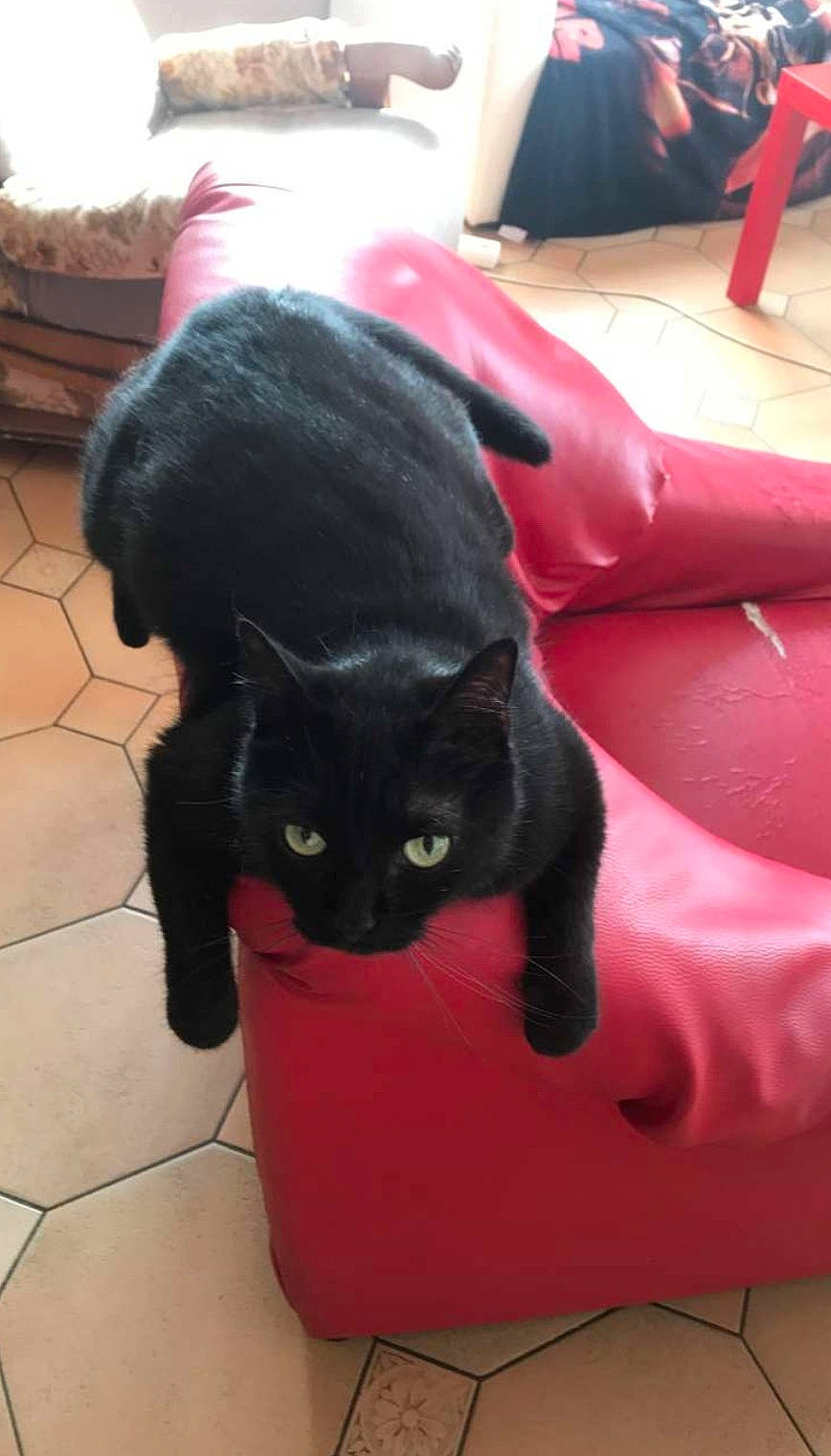 Salem participe au concours pour gagner de l'argent avec cette photo : black_cat, bombay, carnivore, cat, felidae, leg, pink, small_to_medium_sized_cats, tail