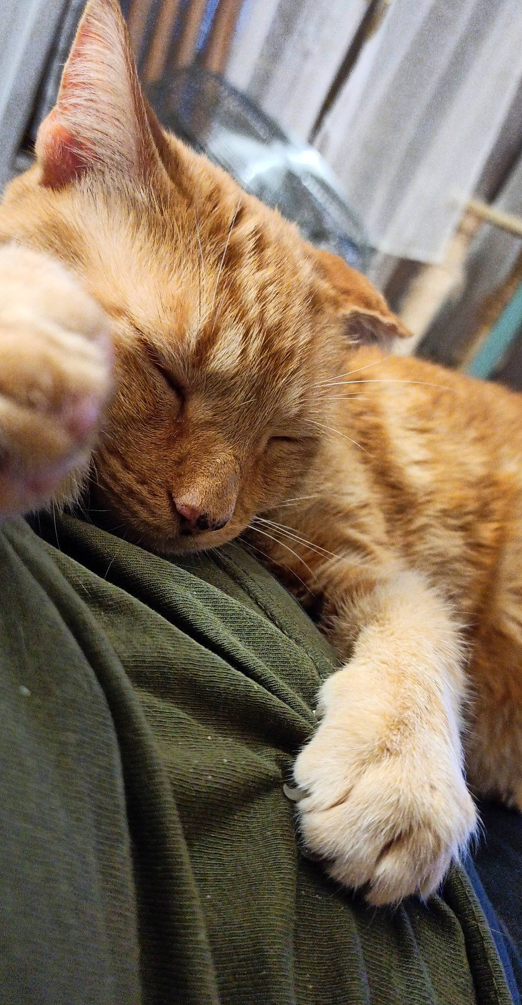 Filou participe au concours pour gagner de l'argent avec cette photo : asian, carnivore, cat, claw, ear, european_shorthair, fawn, felidae, fur, kitten, nap, paw, sleep, small_to_medium_sized_cats, tabby_cat, whiskers