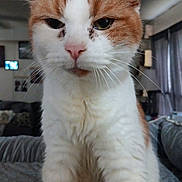 Karma is registered to the contest to win money with this photo: animal, cat, close_up, couch, curtains, domestic, ears, expression, eyes, face, feline, fur, indoor, living_room, nose, orange_and_white, pet, soft_light, whiskers, window