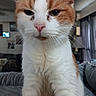 animal, cat, close_up, couch, curtains, domestic, ears, expression, eyes, face, feline, fur, indoor, living_room, nose, orange_and_white, pet, soft_light, whiskers, window