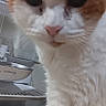 Karma joined the competition — help win amazing prizes! animal, cat, close_up, curious, cute, domestic_animal, domestic_cat, face, feline, fur, household, indoor, kitchen, looking_down, mammal, orange_and_white, paw, pet, table, whiskers