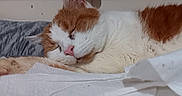 Karma is registered to the contest to win money with this photo: animal, cat, closeup, cozy, cute, domestic_cat, feline, fur, indoor, nap, orange_and_white, pet, pillow, pink_nose, quiet, relaxed, resting, sleeping, soft_surface, whiskers