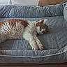 Karma joined the competition — help win amazing prizes! animal, cat, comfort, cozy, cushion, cute, domestic_animal, feline, fur, home, indoor, nap, orange_and_white, pet_bed, quiet, relaxation, resting, sleeping, soft, wooden_surface