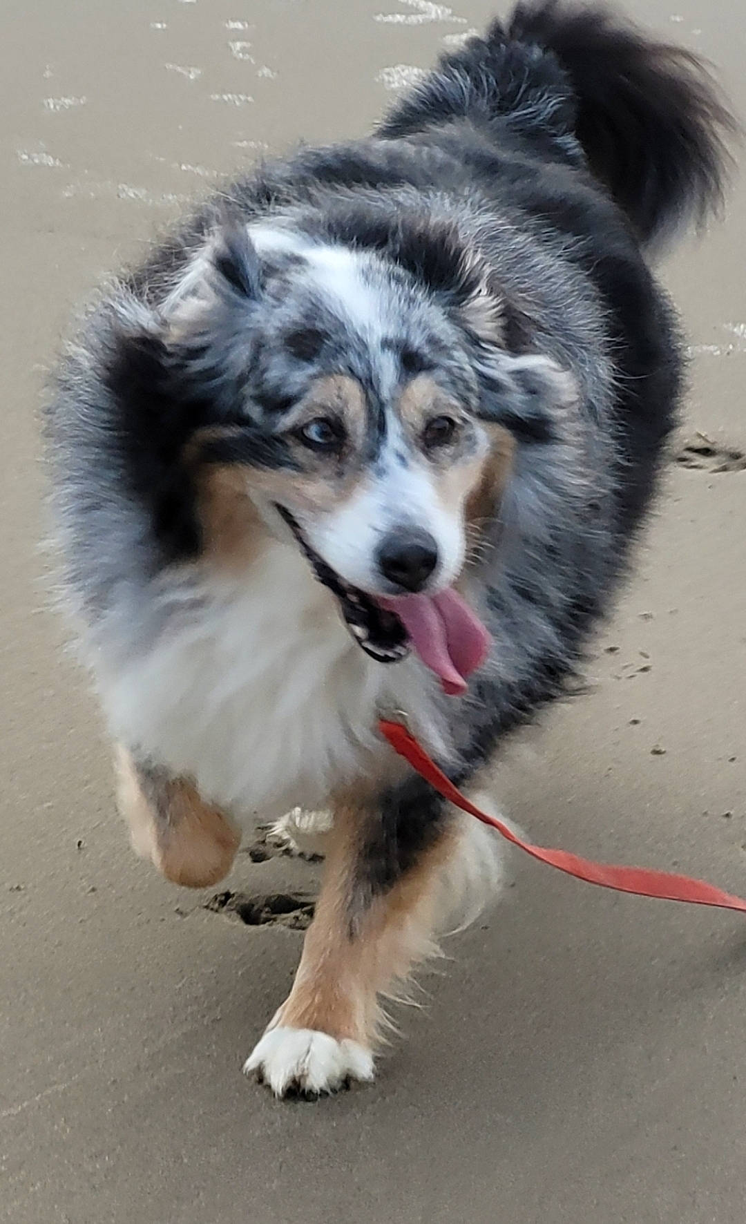 Fiby a rejoint le concours — aidez-le/la à gagner de superbes lots ! ancient_dog_breeds, australian_shepherd, canidae, carnivore, collar, companion_dog, dog, dog_breed, fur, herding_dog, sled_dog, snout, sporting_group, terrestrial_animal, working_animal, working_dog