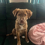 Coco is registered to the contest to win money with this photo: puppy, dog, brown_dog, white_markings, couch, blanket, pink_blanket, indoor, pet, animal, fur, sitting, looking_at_camera, curious, ears, collar, tail, cozy, home, furniture