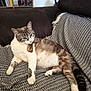 Salamelle a rejoint le concours — aidez-le/la à gagner de superbes lots ! animal, blanket, blue_eyes, bookshelf, cat, couch, cozy, domestic_animal, feline, fur, furniture, herringbone_pattern, home, indoor, pet, relaxed, resting, sitting, striped_tail, white_paws