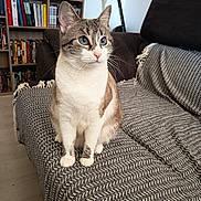 Salamelle a rejoint le concours — aidez-le/la à gagner de superbes lots ! blanket, blue_eyes, books, bookshelf, brown, cat, couch, cozy, domestic_animal, floor, furniture, gray, home, indoor, pet, scooter, sitting, striped, wall, white