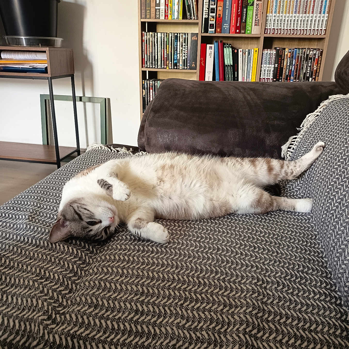 Salamelle a rejoint le concours — aidez-le/la à gagner de superbes lots ! animal, books, bookshelf, cat, couch, cozy, dvd, floor, furniture, home, indoor, living_room, patterned_fabric, pet, plant, pot, relaxing, resting, striped_cat, table