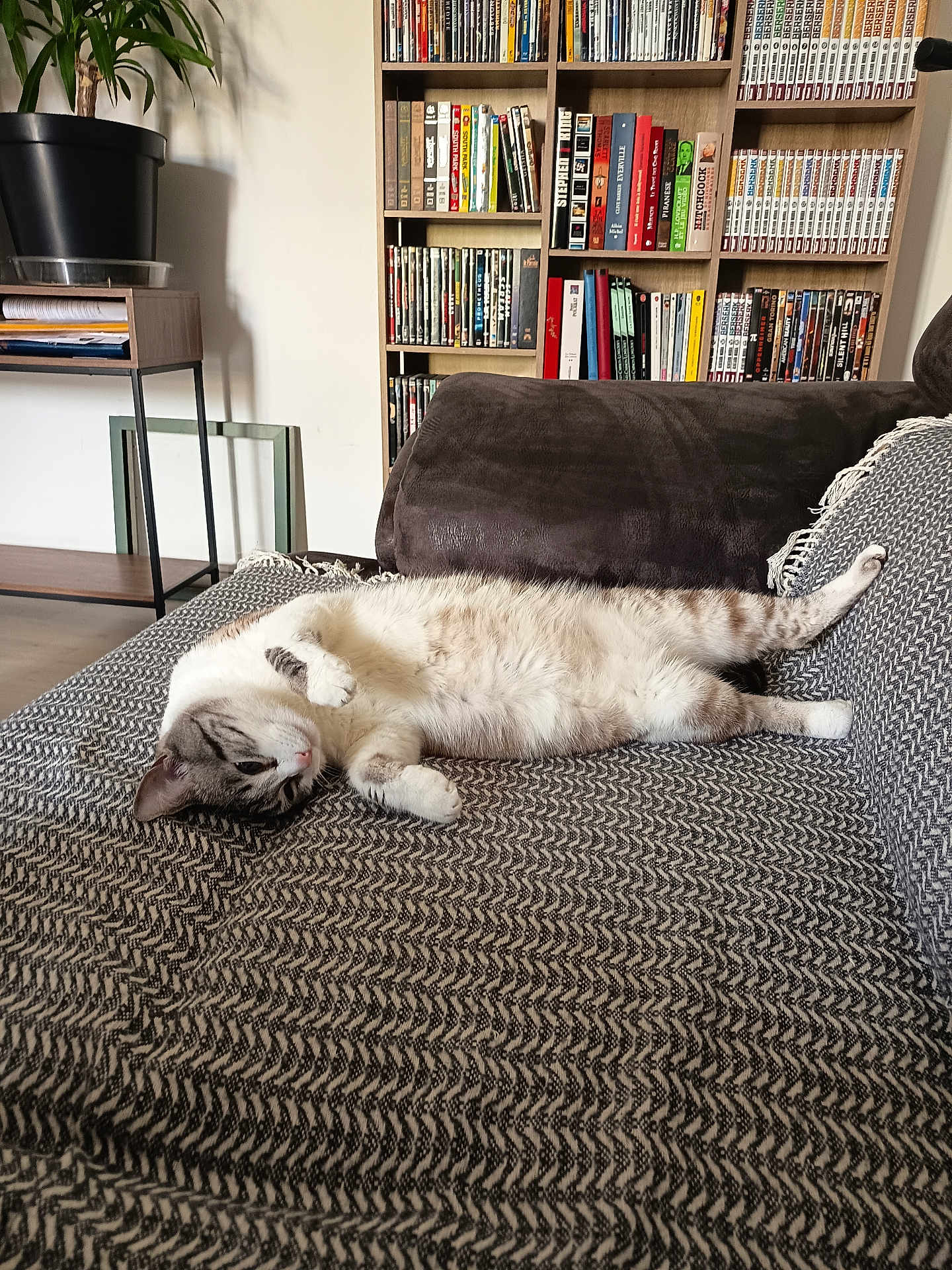Salamelle a rejoint le concours — aidez-le/la à gagner de superbes lots ! animal, books, bookshelf, cat, couch, cozy, dvd, floor, furniture, home, indoor, living_room, patterned_fabric, pet, plant, pot, relaxing, resting, striped_cat, table